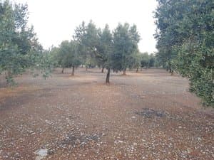 Olivar extenso con camino central