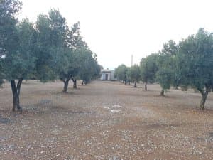 Olivos con la casa al fondo
