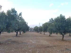 Olivar con la casa al fondo
