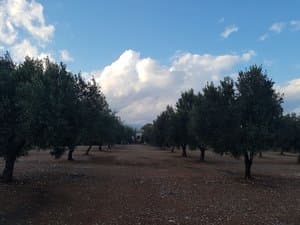 Olivos a contraluz con nubes
