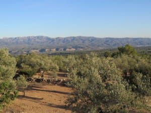 Olivar con la sierra al fondo