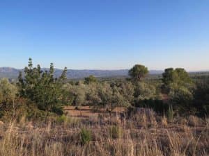 Olivos y monte bajo con montañas al fondo