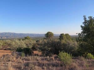 Vegetación y olivos con vistas a la sierra