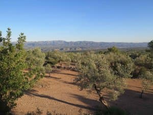 Olivar sobre tierra rojiza con montañas
