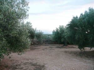 Camino entre olivos