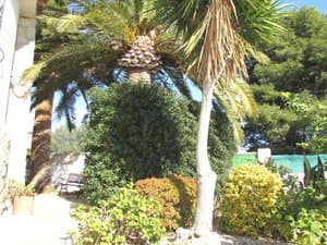 Jardín con palmeras y arbustos