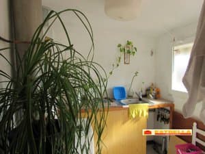 Cocina con ventana y planta grande