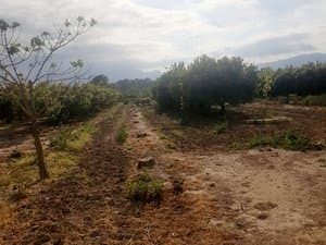 Camino entre árboles frutales