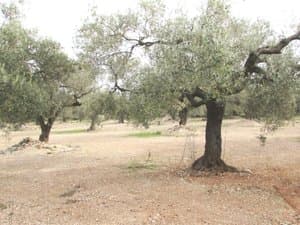 Olivo centenario en la finca