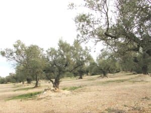 Hileras de olivos