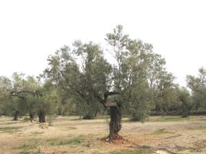 Olivo de tronco grueso