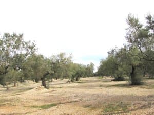 Olivar con camino de tierra