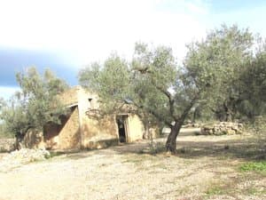 Casa de campo bajo un olivo