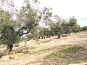 Olivos sobre terreno pedregoso