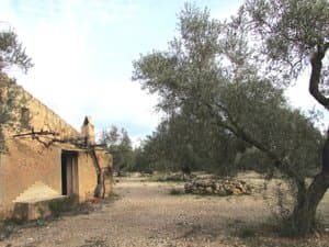 Casa de campo con puerta y olivo