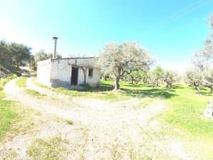 Caseta blanca junto al camino entre olivos
