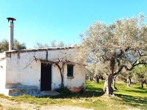 Caseta con chimenea metálica y olivo