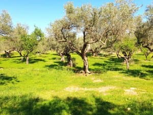 Olivar sobre hierba verde