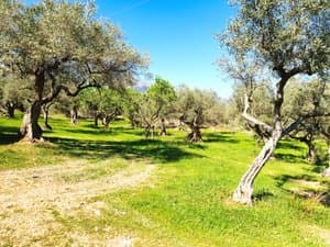 Olivos con camino de tierra