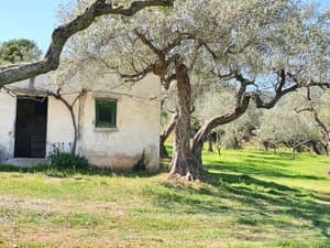 Caseta bajo las ramas de un olivo
