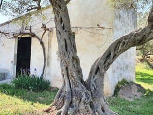 Olivo centenario junto a la caseta