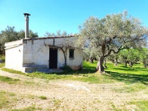 Caseta y olivar con camino