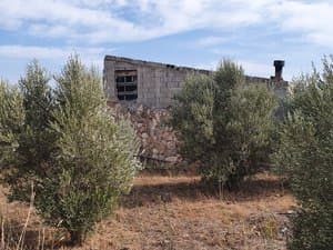 Olivos con la casa al fondo