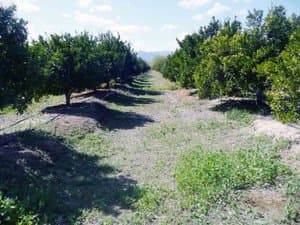 Hileras de cítricos con camino de hierba