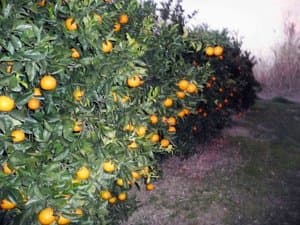 Naranjos cargados de fruta