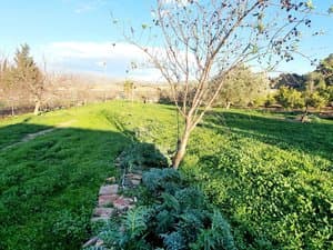 Terreno con césped y árbol frutal