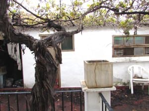 Terraza con parra y construcción auxiliar