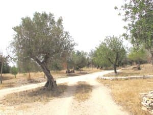 Camino de tierra entre olivos