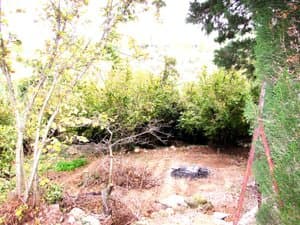 Terreno con árboles y vegetación