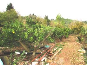 Naranjos en la finca