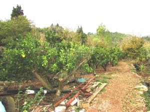 Mandarinos en la finca
