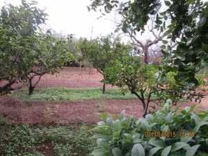 Árboles frutales y huerto