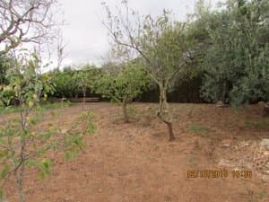 Terreno con árboles frutales