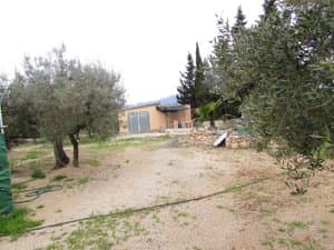 Terreno con olivos y casa al fondo