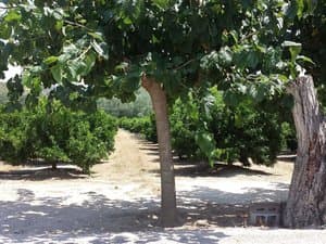 Árboles de sombra y naranjos al fondo