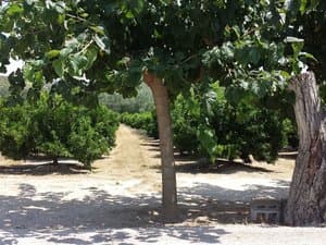 Camino entre los cítricos bajo un árbol