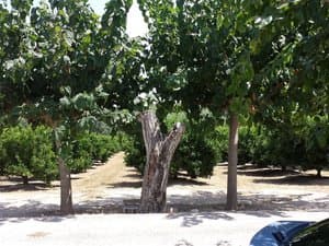 Troncos de árboles y cítricos detrás