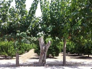 Árboles junto a la entrada del huerto
