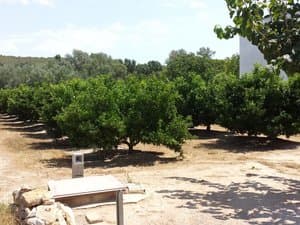 Cítricos en hileras y arqueta de riego