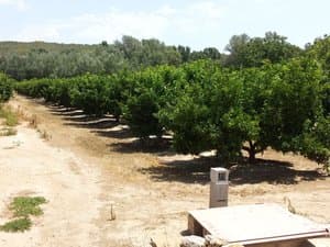 Camino junto a las hileras de cítricos