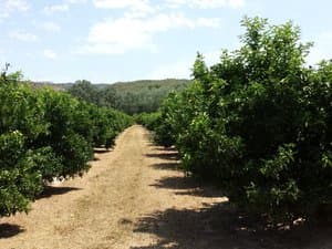 Pasillo de tierra entre cítricos