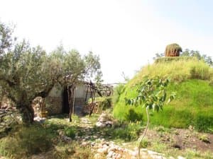 Cúpula cubierta de hierba junto a un olivo