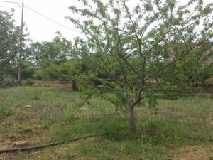 Árbol frutal en el terreno
