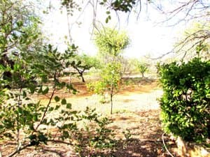 Árboles frutales en el terreno