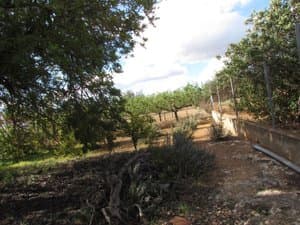 Terreno con árboles junto a la valla