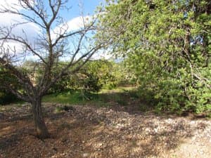 Árboles y vegetación en la parcela